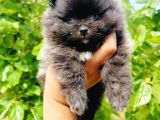 Siyah Pomeranian Yavruları