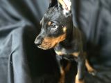 Safkan orjinal doberman yavrular