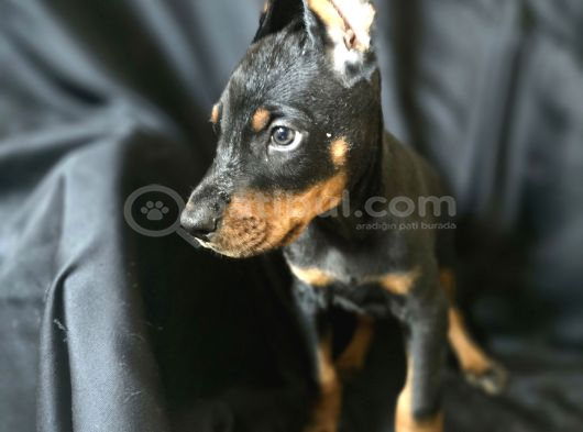 Safkan Orjinal Doberman Yavrular