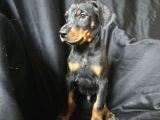 Safkan Orjinal Doberman Yavrular
