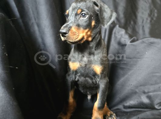 Safkan Orjinal Doberman Yavrular görsel