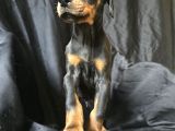Safkan Orjinal Doberman Yavrular