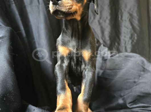 Safkan Orjinal Doberman Yavrular görsel