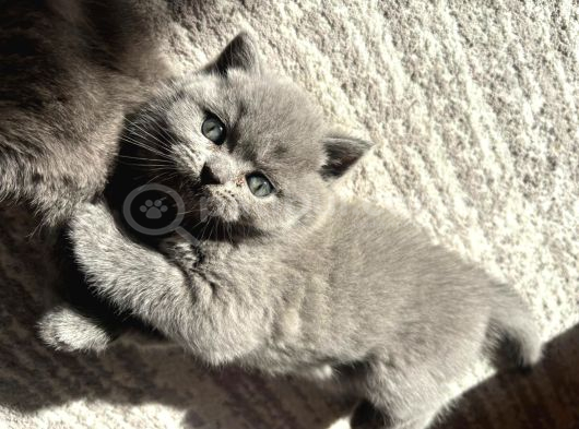 Mükemmel Güzellikte British Shorthair Yavrularımız görsel