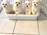 Kar Beyaz Maltese Terri̇er Ci̇nsleri̇