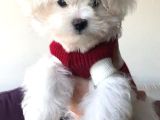 Kar Beyaz Maltese Terri̇er Ci̇nsleri̇