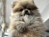 Pomeranian Bebekler Için Iletişime Geçebilirsiniz