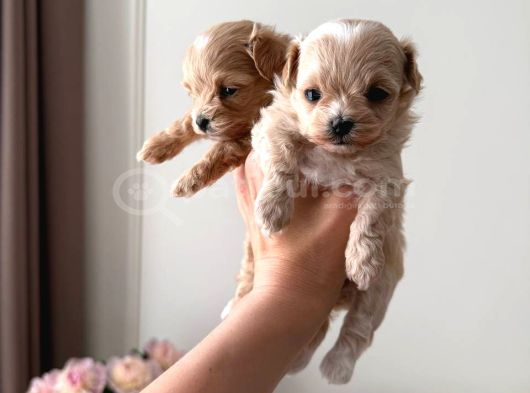 Malti̇poo Ci̇nsi̇ Yavrular Ev Üreti̇mi̇