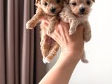 Malti̇poo Ci̇nsi̇ Yavrular Ev Üreti̇mi̇