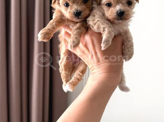 Malti̇poo Ci̇nsi̇ Yavrular Ev Üreti̇mi̇ görsel
