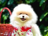 Pomerri̇an Boo Sevi̇mli̇ Yavrular