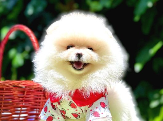 Pomerri̇an Boo Sevi̇mli̇ Yavrular görsel