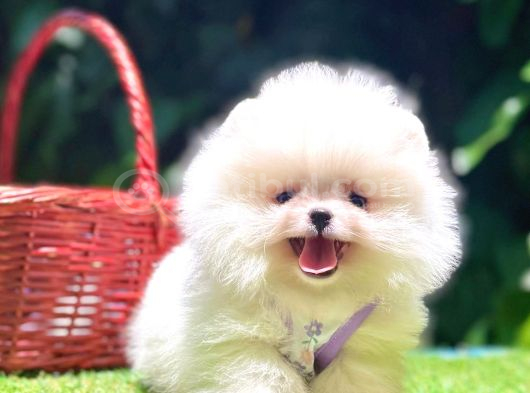 Pomerri̇an Boo Sevi̇mli̇ Yavrular