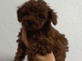 Toy Poodle Sevi̇mli̇ Yavrular Ev Üreti̇mi̇