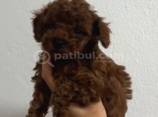 Toy Poodle Sevi̇mli̇ Yavrular Ev Üreti̇mi̇ görsel