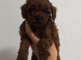 TOY POODLE SEVİMLİ YAVRULAR EV ÜRETİMİ