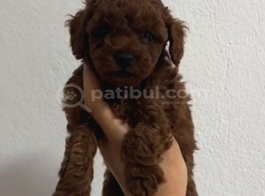 Toy Poodle Sevi̇mli̇ Yavrular Ev Üreti̇mi̇