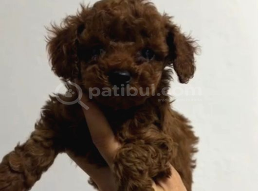 Toy Poodle Sevi̇mli̇ Yavrular Ev Üreti̇mi̇ görsel