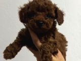 Toy Poodle Sevi̇mli̇ Yavrular Ev Üreti̇mi̇