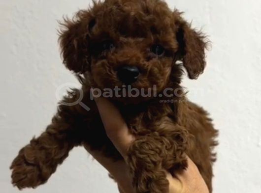 Toy Poodle Sevi̇mli̇ Yavrular Ev Üreti̇mi̇ görsel