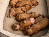 Toy Poodle Yavrularimiz Hazir