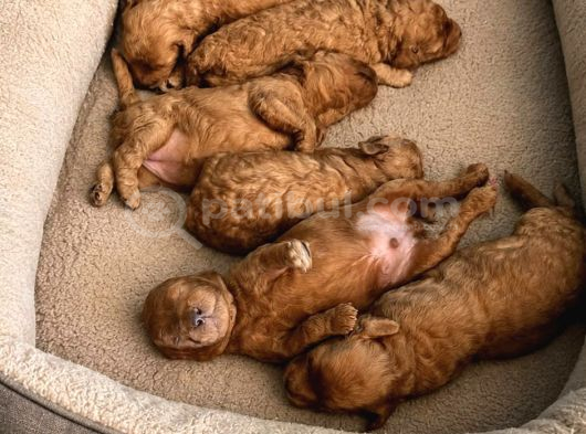 Toy Poodle Yavrularimiz Hazir görsel