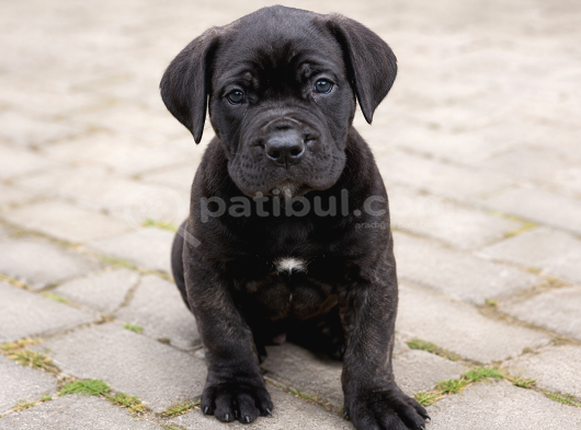 Irk Garantili Cane Corso Yavrumuz
