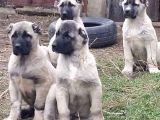 Kangal Yur Dışı Yurt İçi Her Yere Gönderim Yapıyoruz