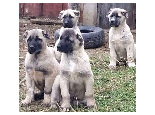 Kangal Yur Dışı Yurt İçi Her Yere Gönderim Yapıyoruz görsel
