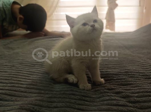 Bal Gibi Tatlılıkta Güzel Yavrularım görsel