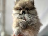 Pomeranian bebekler için iletişime geçebilirsiniz