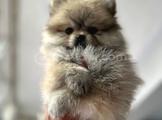 Pomeranian Bebekler Için Iletişime Geçebilirsiniz