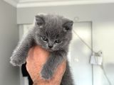 Mükemmel Güzellikte British Shorthair Yavrularımız