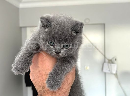 Mükemmel Güzellikte British Shorthair Yavrularımız görsel