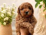TOY POODLE YAVRULARIMIZ HAZIR