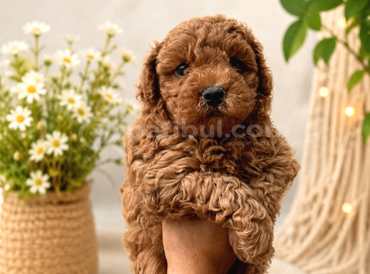 Toy Poodle Yavrularimiz Hazir
