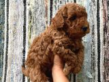 Toy Poodle Yavrularimiz Hazir