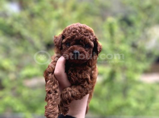 Teacup Cep Boy Poodle görsel