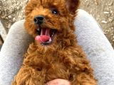 Toy Poodle Yavrularimiz Hazir