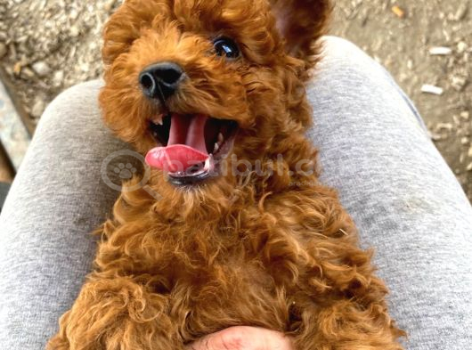 Toy Poodle Yavrularimiz Hazir görsel