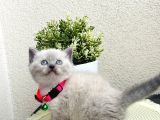 British Shorthair Bluepoint Bebekler
