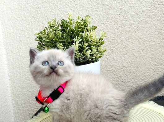 British Shorthair Bluepoint Bebekler görsel