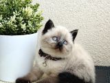 British Shorthair Bluepoint Bebekler