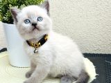 British Shorthair Bluepoint Bebekler