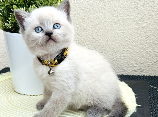 British Shorthair Bluepoint Bebekler görsel