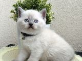 British Shorthair Bluepoint Bebekler