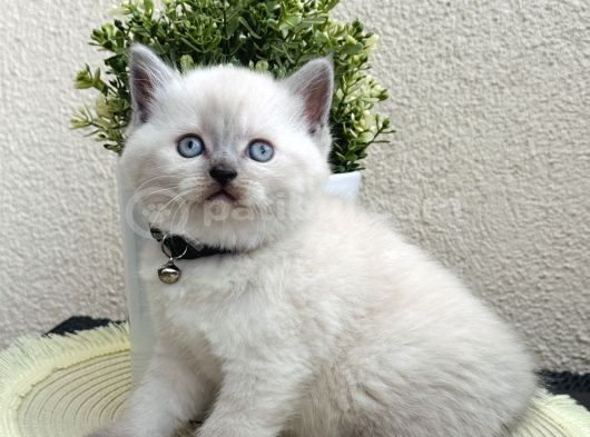 British Shorthair Bluepoint Bebekler görsel