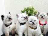 British Shorthair Bluepoint Bebekler