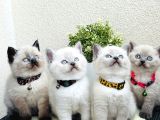 British Shorthair Bluepoint Bebekler