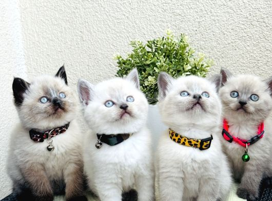 British Shorthair Bluepoint Bebekler görsel